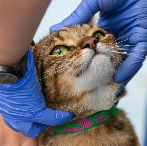 Foto de gatico en jornada de esterilización en el parque Oscar del barrio Santa Fe