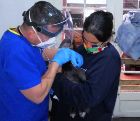 Protección Animal realizó una brigada médica en el barrio La Favorita
