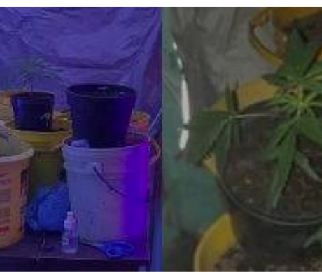 Hallan sofisticado cultivo de marihuana en una vivienda del centro